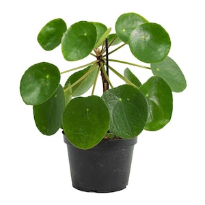LIVE Chinese Money Plant Pilea Peperomioides Houseplant Easy Propagation Pass it on Plant image 3
