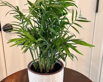 LIVE Palm Houseplant - Neanthe Bella - Good Luck Palm - Parlor Palm - Air Purifier - Home - Office - Dorm - Apartment Plant - Christmas Gift