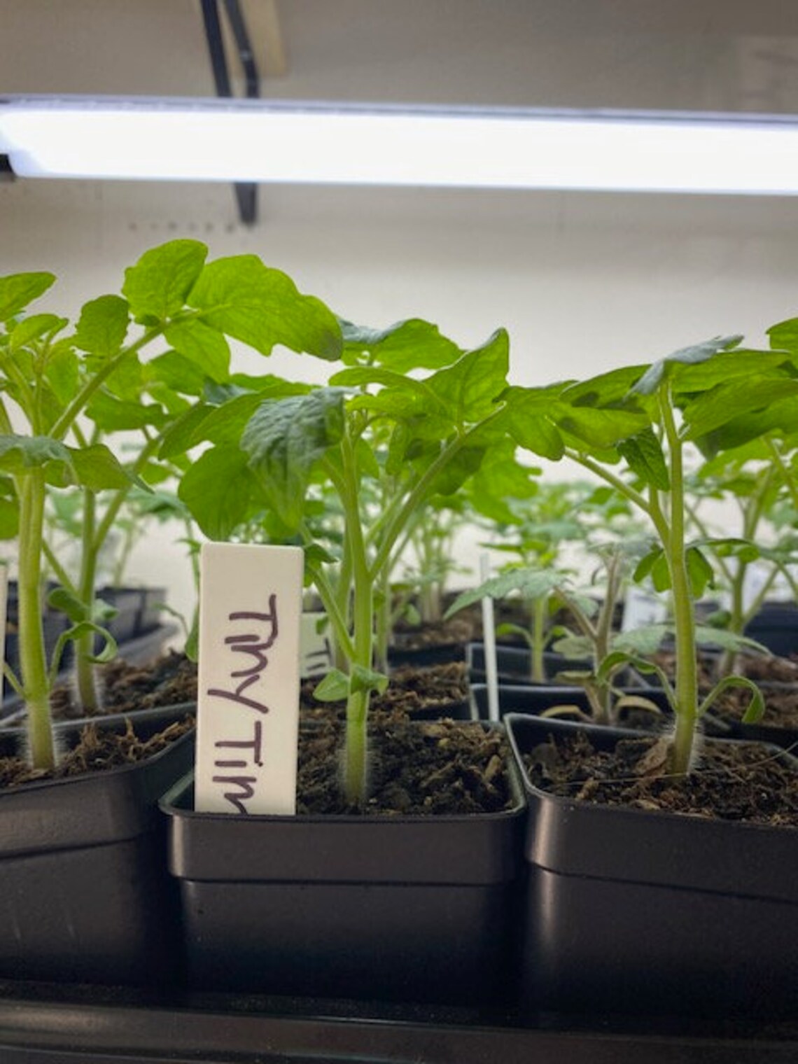 Live TINY TIM Organic Cherry Tomato Plant Indoor/outdoor Etsy