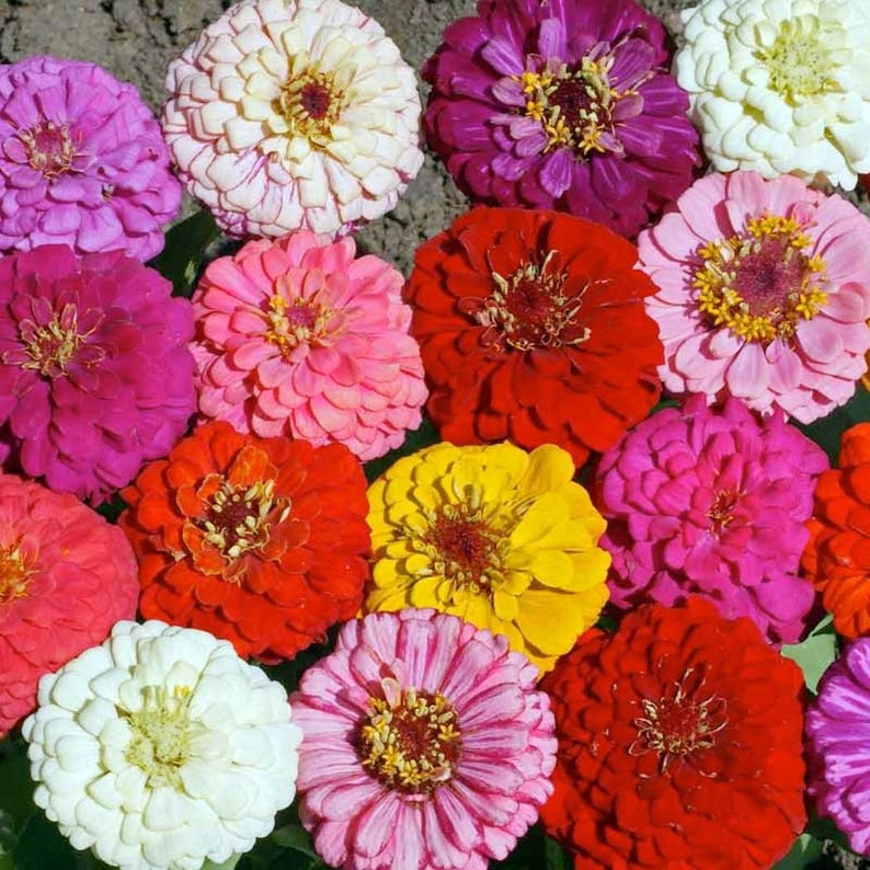 LIVE Zinnia PLANTS Garden Pollinator Colorful Cut Flowers Spring Summer Gardening image 4