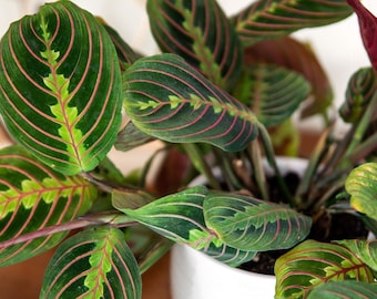 LIVE Prayer Plant - Maranta leuconeura - Easy to Grow Houseplant - Home Decor