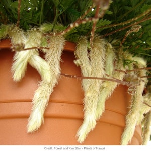LIVE Rabbit's Foot Fern - Unique Houseplant - Home Decor - Growing Ferns - Potted Plants