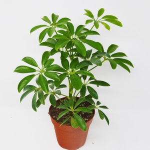 LIVE Beautiful Umbrella Tree Houseplant - Schefflera/Arboricola House Plant - Easy to Grow