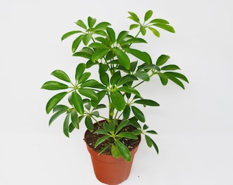 LIVE Beautiful Umbrella Tree Houseplant - Schefflera/Arboricola House Plant - Easy to Grow