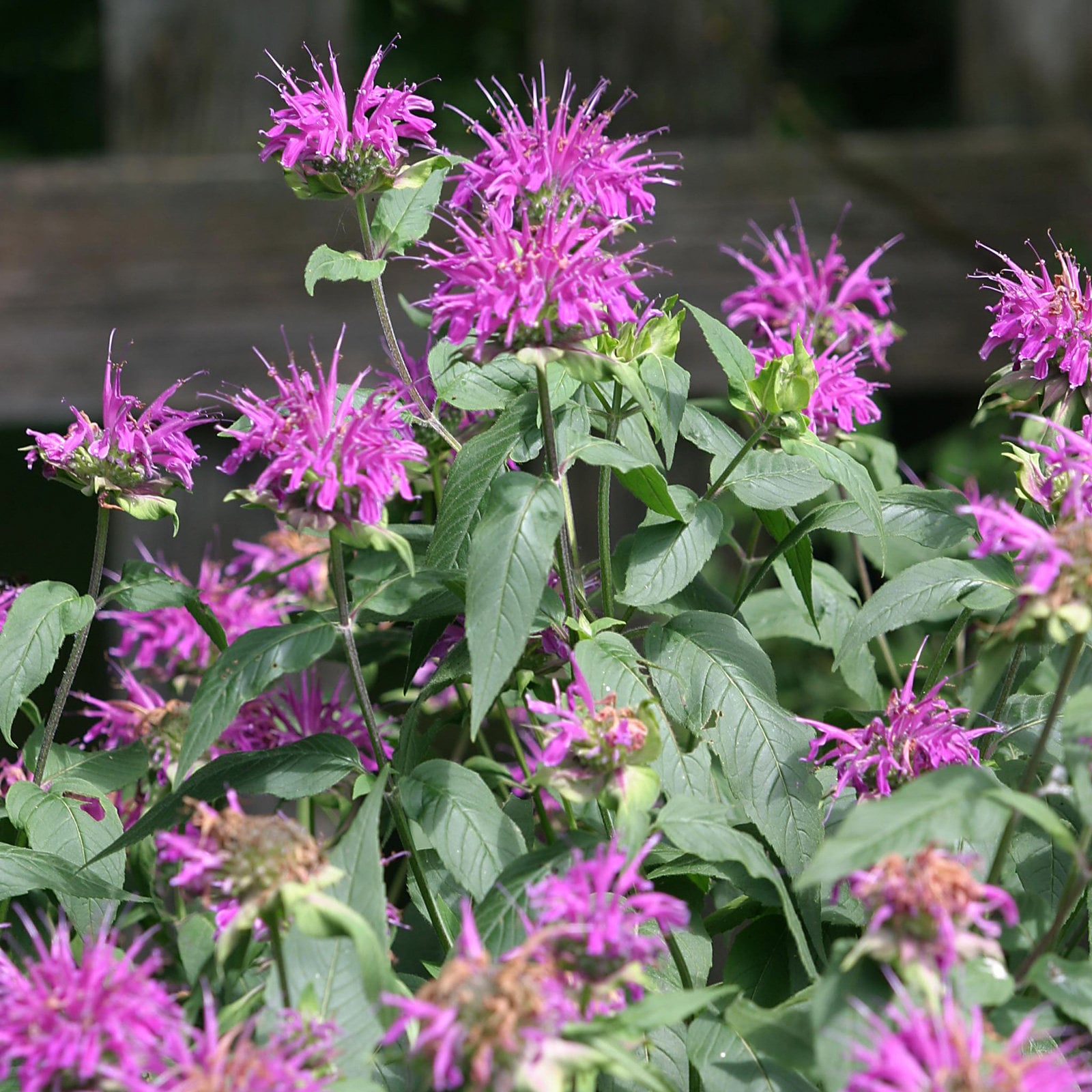 bee balm plant attract bees bee balm plant attract bees