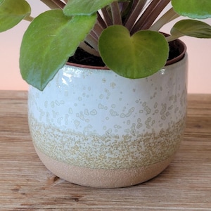 Könnte beinhalten: Eine grüne, blättrige Pflanze in einem weißen Keramiktopf mit einem gesprenkelten Überzug. Der Topf hat einen braunen Rand und einen hellbraunen Boden.