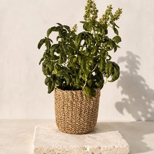 Handgeweven abaca plantenpothoes, natuurlijke opbergmand, Filipijns vakmanschap