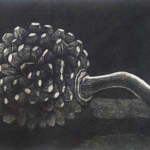 May include: A black and white print of a single, large, round, spiky, pine cone with a long, curved stem.