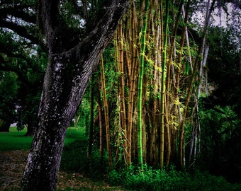 Southwest Florida Bamboo Fine Art Landscape Photography Wall Art Print - Title: "Follow the Light"