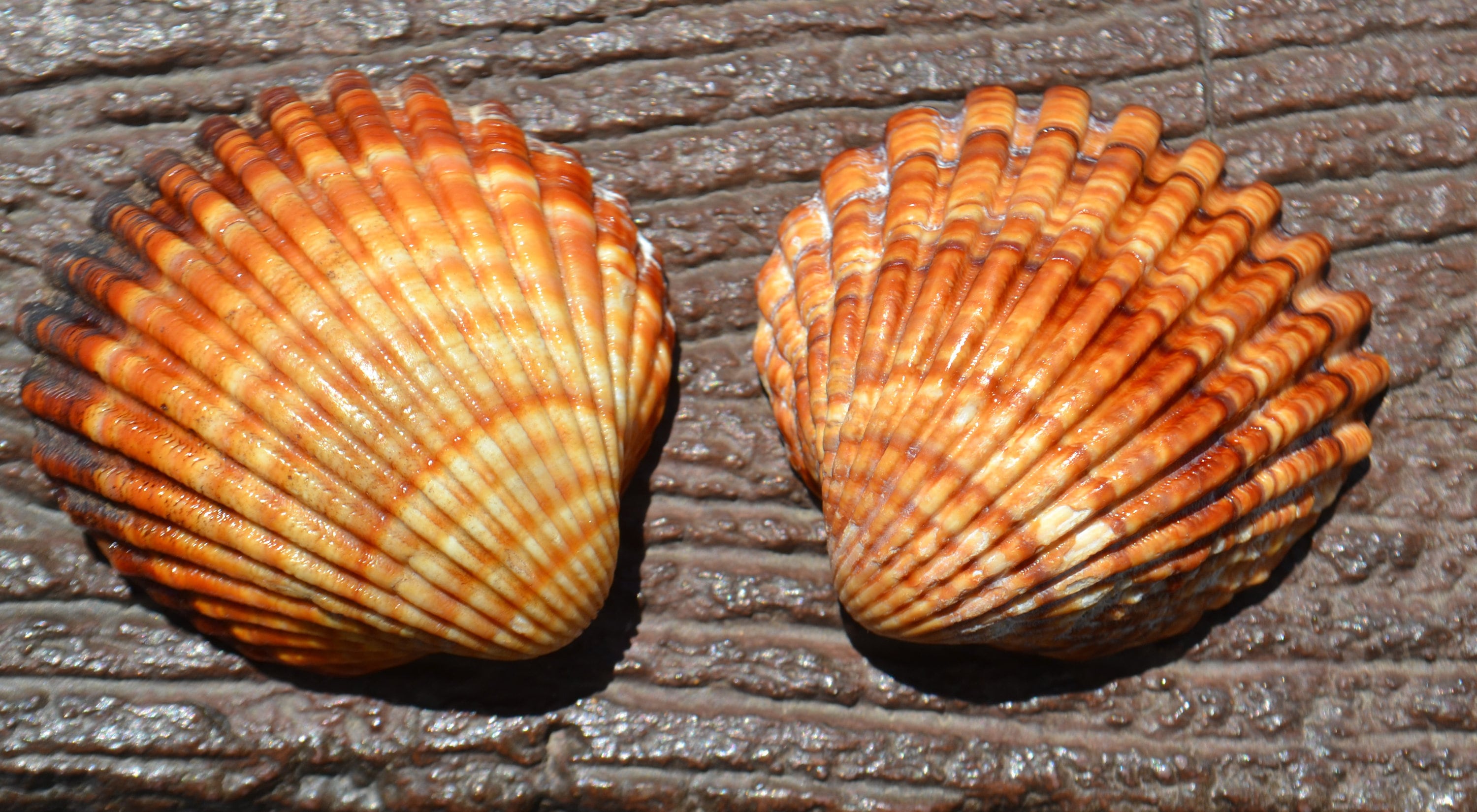 Mediterranean sea shells Etsy