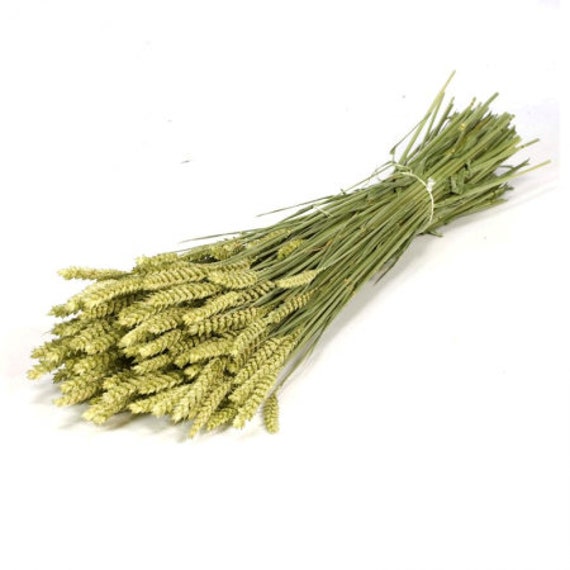Fleurs Séchées Triticum Naturel Vert