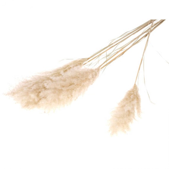 5 Fleurs Séchées Herbes Des Pampas 115cm