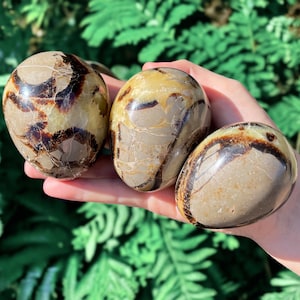 Op de afbeelding: Drie bruine en zwarte zebrajaspis eieren, glad gepolijst. De eieren worden in een hand gehouden tegen een groene, bladerige achtergrond.