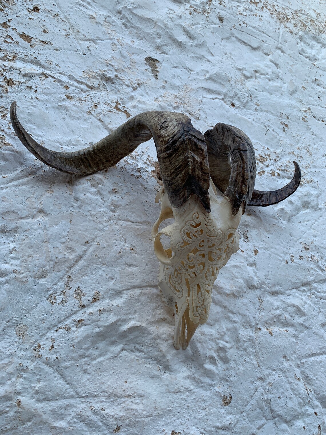 Carved real Goat skull with real horns SOUL22 Etsy