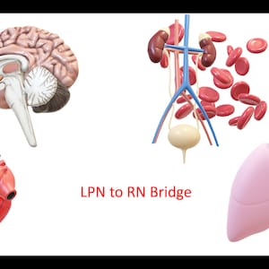 Puede incluir: Un diagrama de los órganos del cuerpo humano, incluyendo el cerebro, el corazón, los riñones, la vejiga y los pulmones. El texto "LPN to RN Bridge" se muestra debajo de los órganos.