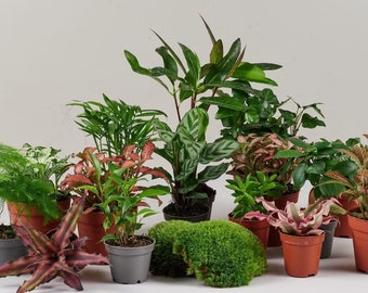 Terrarium Plant Selection