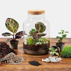 Peut inclure: Un kit de terrarium avec un bocal en verre, un couvercle en li&egrave;ge, de la terre, des pierres, de la mousse et de petites plantes. Le kit comprend des outils de jardinage pour planter et entretenir le terrarium.