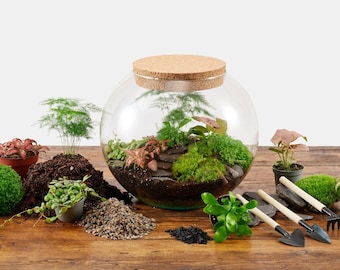 Extra Large Terrarium Kit - With Plants