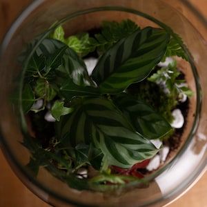 Peut inclure: Un terrarium en verre contenant une vari&eacute;t&eacute; de plantes vertes, dont des foug&egrave;res, du lierre et une plante &agrave; feuilles ray&eacute;es. Des pierres blanches sont dispers&eacute;es dans le sol.