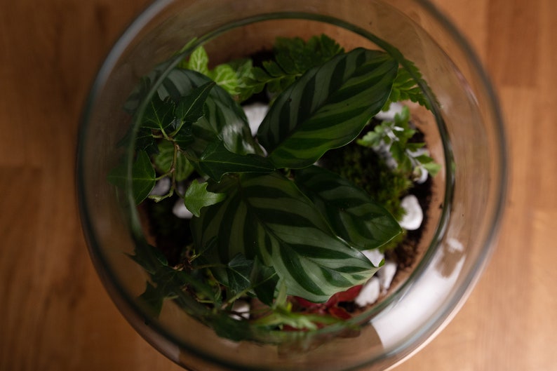 Peut inclure: Un terrarium en verre contenant une vari&eacute;t&eacute; de plantes vertes, dont des foug&egrave;res, du lierre et une plante &agrave; feuilles ray&eacute;es. Des pierres blanches sont dispers&eacute;es dans le sol.