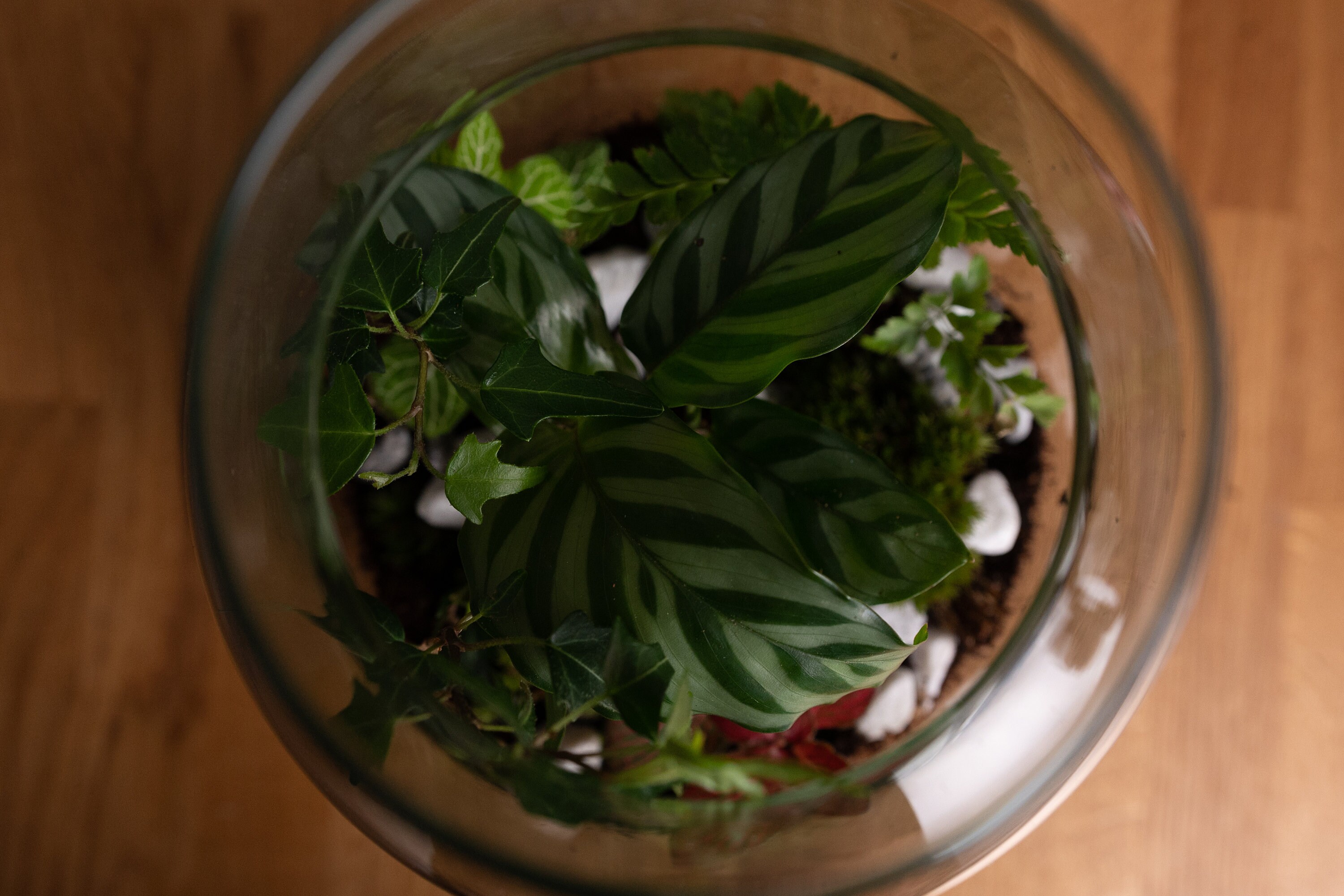 Terrarium Kit With Plants Etsy UK