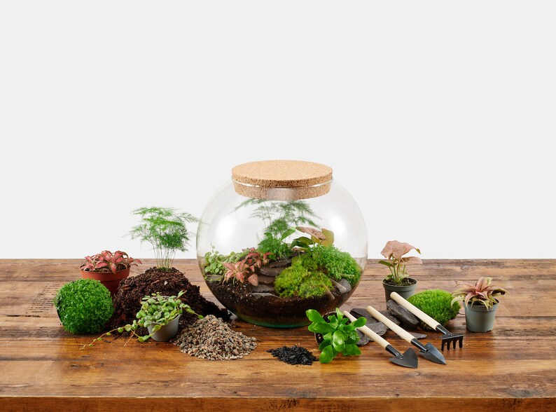 Extra Large Terrarium Kit With Plants Etsy UK