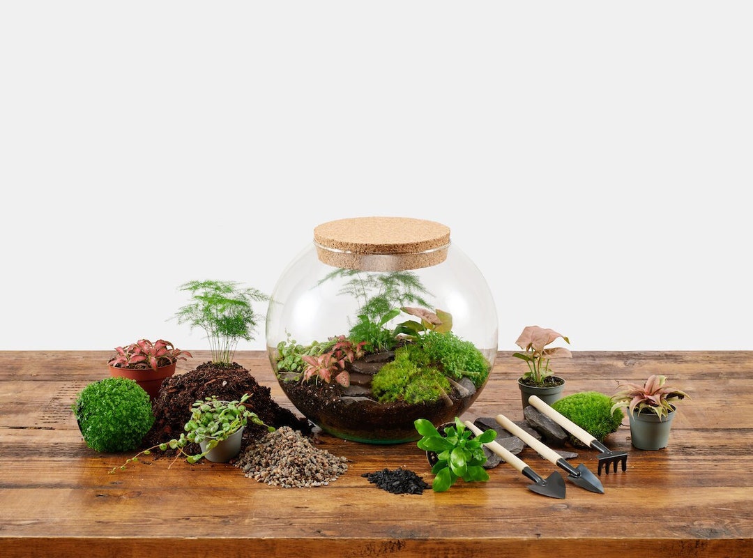 Extra Large Terrarium Kit With Plants Etsy UK