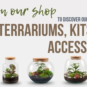Peut inclure: Une collection de terrariums en verre avec des couvercles en li&egrave;ge, remplis de diff&eacute;rentes plantes et de mousse. Les terrariums sont dispos&eacute;s en rang&eacute;e sur un fond blanc. Le texte "Cliquez sur notre boutique pour d&eacute;couvrir notre gamme compl&egrave;te de terrariums, kits et accessoires" est affich&eacute; au-dessus des terrariums.