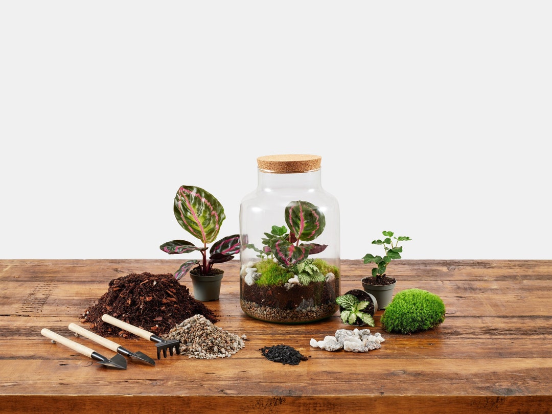 Terrarium Kit With Plants Etsy UK