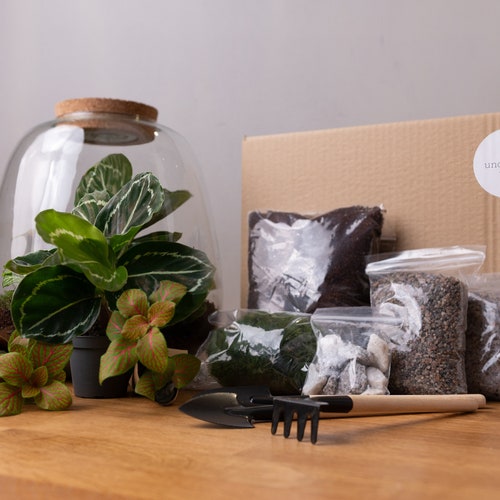 Terrarium Kit With Plants Etsy UK