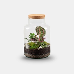Peut inclure: Un bocal en verre transparent avec un couvercle en li&egrave;ge, contenant un petit terrarium avec de la mousse verte, de petits cailloux blancs et une vari&eacute;t&eacute; de petites plantes, dont une plante &agrave; feuilles roses et vertes.
