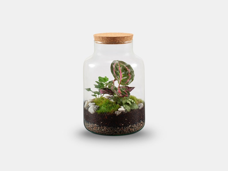 Peut inclure: Un bocal en verre transparent avec un couvercle en li&egrave;ge, contenant un petit terrarium avec de la mousse verte, de petits cailloux blancs et une vari&eacute;t&eacute; de petites plantes, dont une plante &agrave; feuilles roses et vertes.