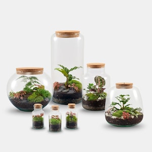 Peut inclure: Cinq terrariums en verre avec des couvercles en li&egrave;ge, contenant diverses plantes et de la mousse. Les terrariums sont dispos&eacute;s en rang&eacute;e du plus grand au plus petit, le plus grand &eacute;tant un cylindre haut et le plus petit &eacute;tant un petit bocal rond.