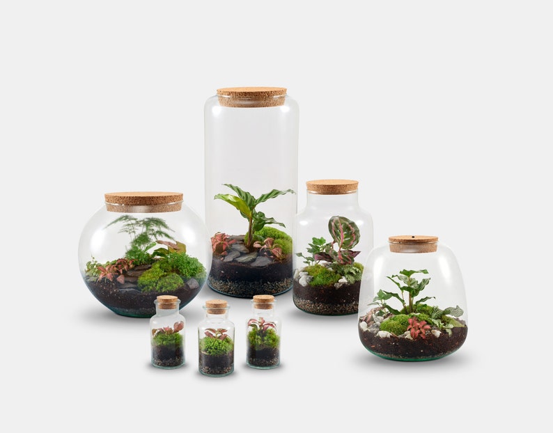 Peut inclure: Cinq terrariums en verre avec des couvercles en li&egrave;ge, contenant diverses plantes et de la mousse. Les terrariums sont dispos&eacute;s en rang&eacute;e du plus grand au plus petit, le plus grand &eacute;tant un cylindre haut et le plus petit &eacute;tant un petit bocal rond.
