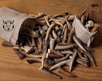 Real Roe Deer Antler Tips: Affordable, Versatile, Perfect for Necklaces, Jewelery, Crafting! viking jewelery, handicraft material bones shed