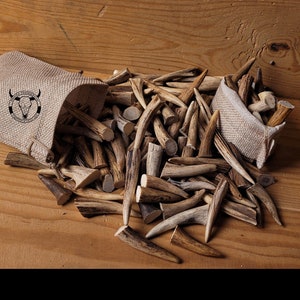 Real Roe Deer Antler Tips: Affordable, Versatile, Perfect for Necklaces, Jewelery, Crafting viking jewelery, handicraft material bones shed image 1