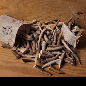 5 X Real Roe Deer Antler Tips: Affordable, Versatile, Perfect for Necklaces, Jewelery, Crafting! viking jewelery, handicraft material bones