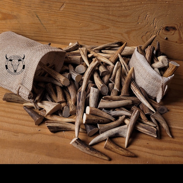 Real Roe Deer Antler Tips: Affordable, Versatile, Perfect for Necklaces, Jewelery, Crafting! viking jewelery, handicraft material bones shed