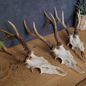 Real European Roe Deer skull Plain deer skull with antler Perfect gift present set birthday skull carving possible stag roe deer nr1A