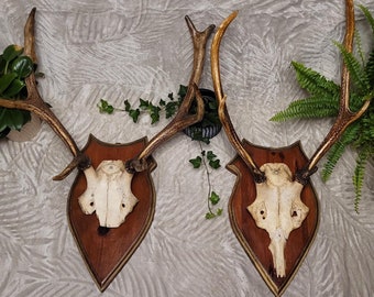 Trofeo Testa Di Toro Longhorn Teschio Decorativo 45 Cm Trofeo Da Parete - Foto 6