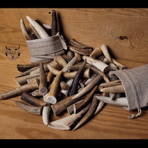 Real Red Deer Antler Tips: Affordable, Versatile, Perfect for Necklaces, Jewelry, Crafting! viking jewelery, handicraft material bones sheds