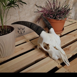 Embrace the Rustic Charm: Exquisite Goat Skull Decor - Bring the Spirit of the Wild Into Your Home!