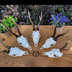 Real white roe deer skull - Plain deer skull with antler | Perfect gift - present set, birthday | Hunting trophy - natural decoration !