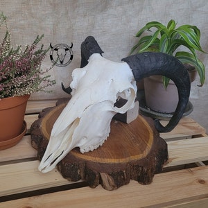 Real Ram skull | Real domestic sheep skull | A great gift for a hunter | Wall mounted hunting trophy | Natural decoration | Present set |