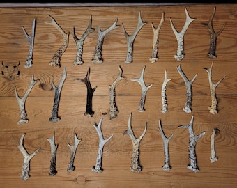 Real CHEAP roe deer ANTLERS set pair - cheap antlers for craft | low price antlers | skull for crafts | antlers for knives | natural antlers