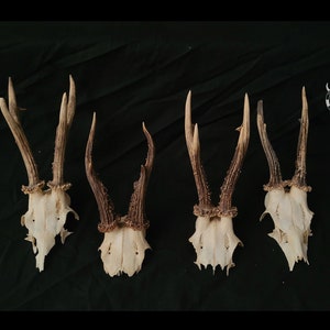 Real ROE DEER skull - deer antlers | antlers for crafts | skull for crafts | cheap skulls | cheap hunting trophy | Gift for dad | present