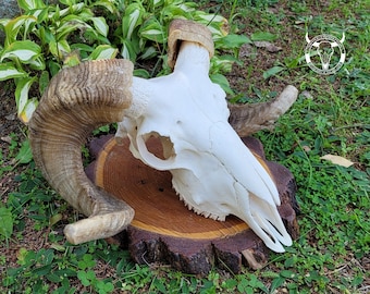 REAL perfect RAM SKULL - domestic sheep skull, Ovis aries | skull on the altar | white ram skull | satanic decoration | gift for goth | gift