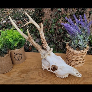 Real European ROE DEER skull - Plain deer skull with antler | Perfect gift - present set, birthday | Hunting trophy - natural decoration !