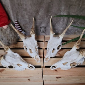 Real FALLOW DEER Skull with Antlers - Authentic Dama Dama Trophy, Unique Home Decor, Rustic Wall Art, Natural Craft Supply | gift for hunter