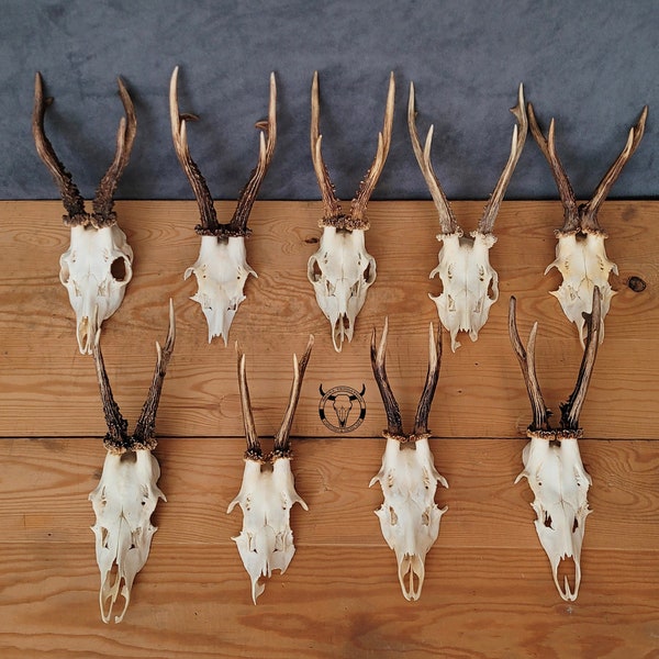 NEW Arrivals - Real European roe deer skull | worse quality -> LOWER PRICE | Cheap skulls for crafts | Cheap deer trophy | Different quality